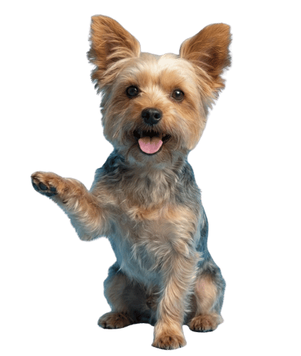 Dog weight calculator results illustration