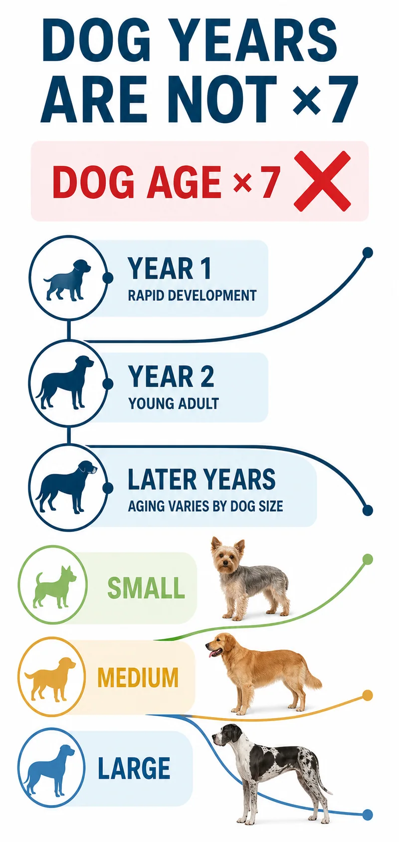 Infographic explaining that dog years are not calculated by multiplying every age by seven