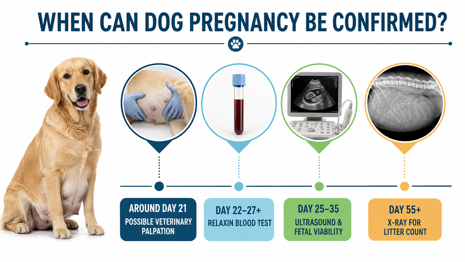 Veterinary dog pregnancy confirmation timeline for palpation, relaxin testing, ultrasound, and late-pregnancy X-ray