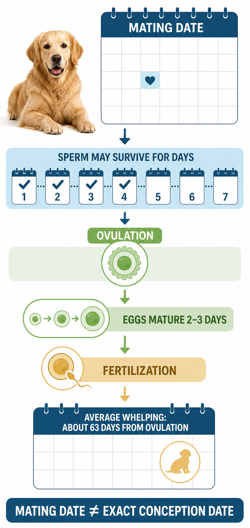 Timeline showing why a mating date is not the exact conception date and why whelping averages about 63 days from ovulation