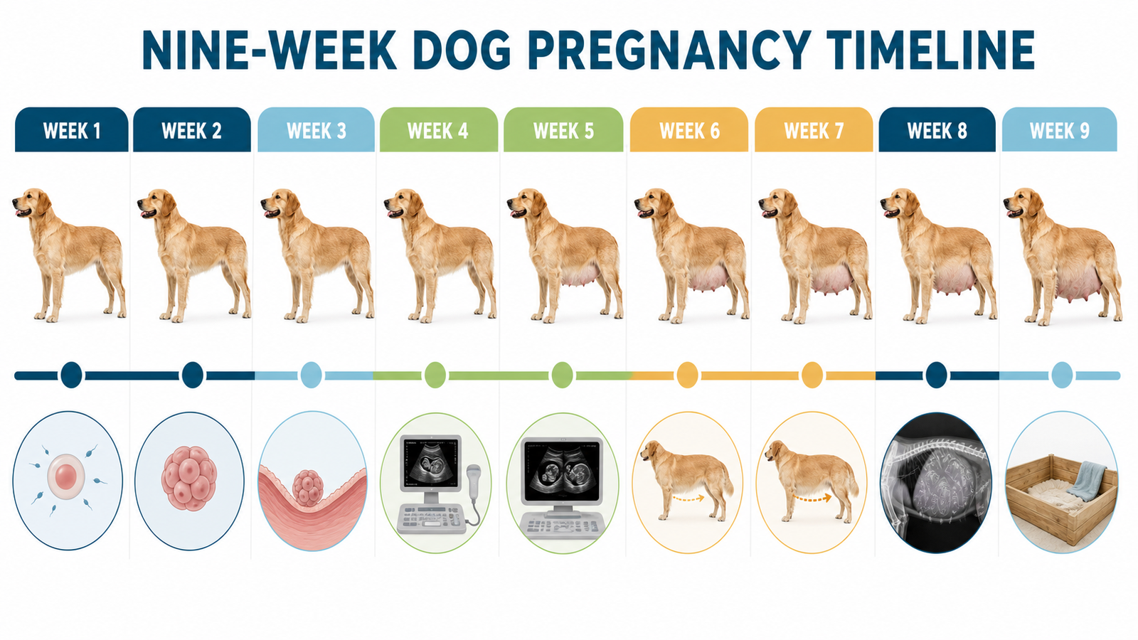 Nine-week dog pregnancy timeline from early development through ultrasound, late-pregnancy X-ray, and nesting