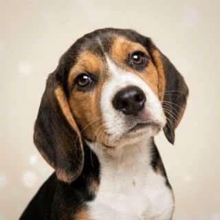 Beagle puppy for the Beagle weight guide