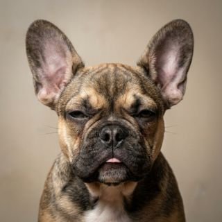 French Bulldog puppy for the French Bulldog weight guide