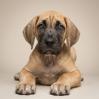 Great Dane puppy for the Great Dane weight guide