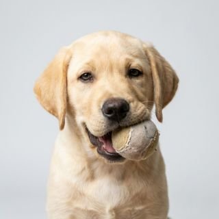 Labrador Retriever puppy for the Labrador Retriever weight guide